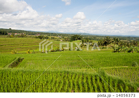 ジャティルイの棚田 14056373