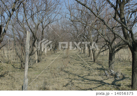 Apricot garden in early spring 14056375