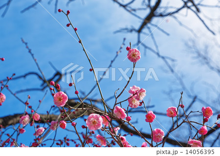 満開の紅梅と青空 満開の紅梅と青空 14056395