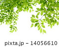 新緑 新緑 14056610