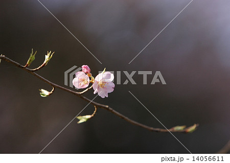 桜の花 14056611