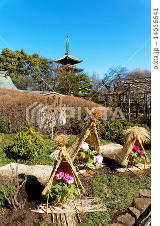 上野東照宮ぼたん苑の冬牡丹の花と五重塔 14056641