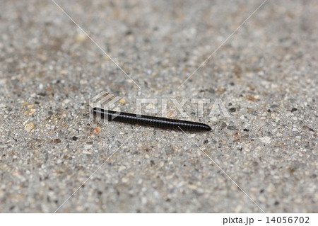 ヤスデ０２ 14056702