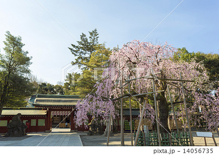 しだれ桜と大國魂神社 しだれ桜と大國魂神社 14056735