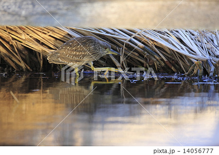 橋の下に潜むゴイサギ（ホシゴイ） 14056777