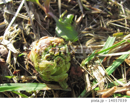 顏を出したフキノトウ 顏を出したフキノトウ 14057039