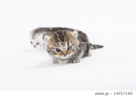 カメラの興味を示す子猫 14057180