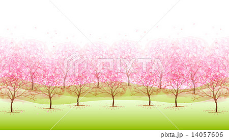 桜　花　背景 14057606