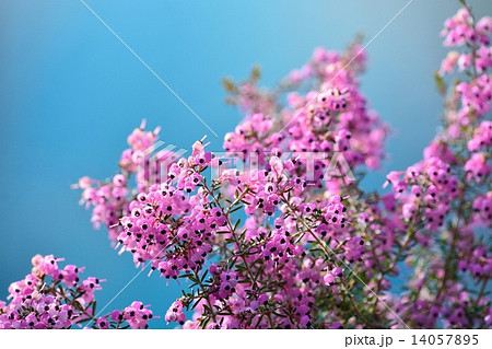 ジャノメエリカ 14057895