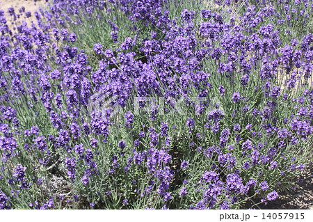鮮やかなラベンダーの花畑３ 14057915