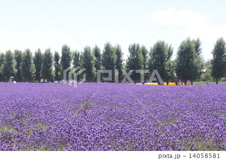 見事なラベンダーの花畑１５ 14058581