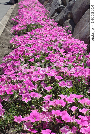 見事な富良野のファーム富田の花畑8 見事な富良野のファーム富田の花畑8 14058614