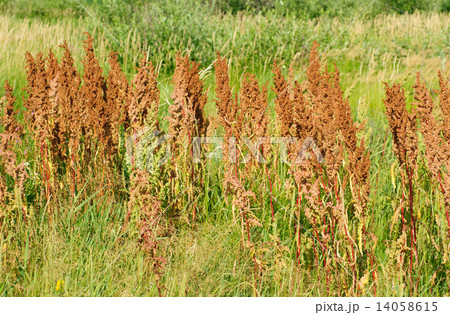sorrel horse on a green background. Rumex acetosa 14058615