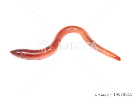 animal earth worm isolated on white  background 14058616