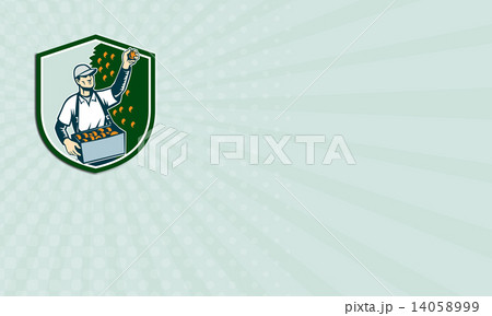 Business card Fruit Picker Worker Picking Plum Shield Business card Fruit Picker Worker Picking Plum Shield 14058999