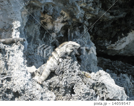 メキシコのイグアナ メキシコのイグアナ 14059547