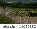 ススキ 14059832