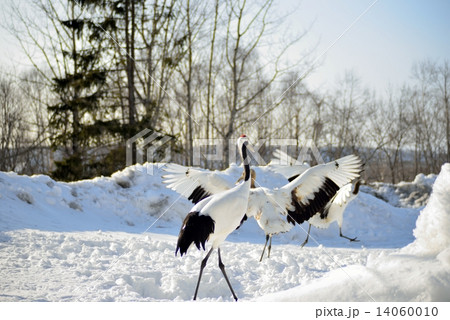雪原のタンチョウの親子 14060010