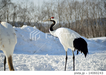 雪原のタンチョウ 14060243