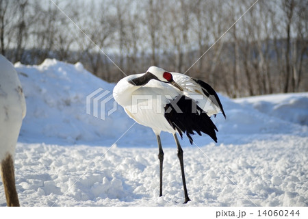 雪原のタンチョウ 14060244