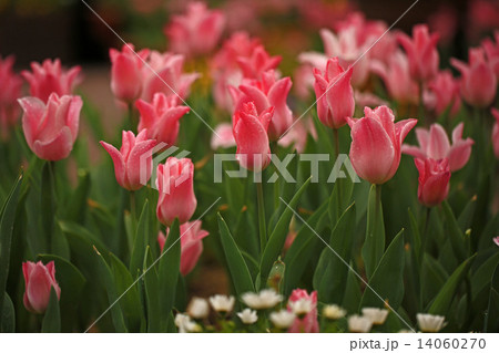 チューリップ チューリップ 14060270