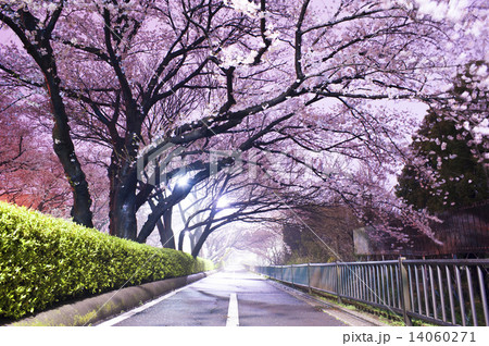 夜桜のトンネル 14060271