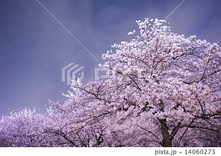 夜桜 14060273