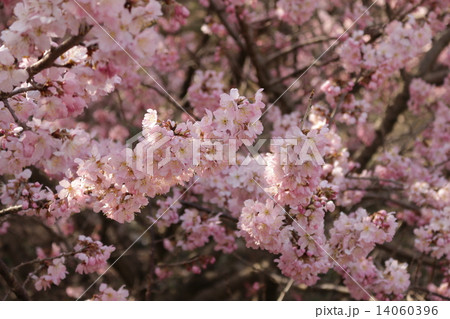 ピンク桜　 14060396