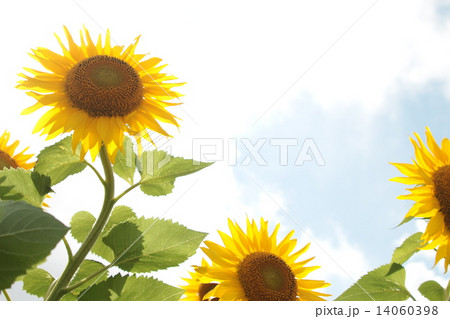 ひまわり 14060398