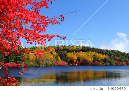 白駒池の紅葉 14060470