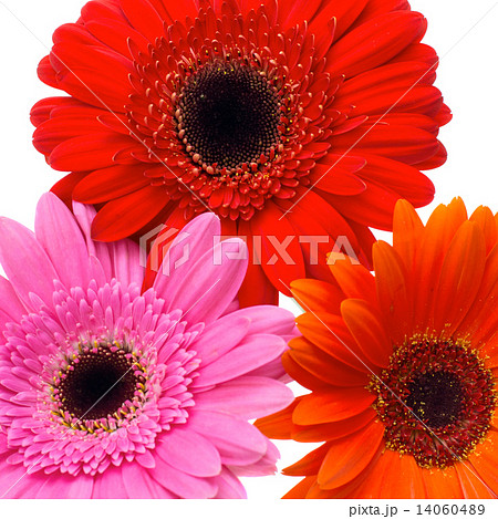 Gerbera Flower Isolated on White Background 14060489