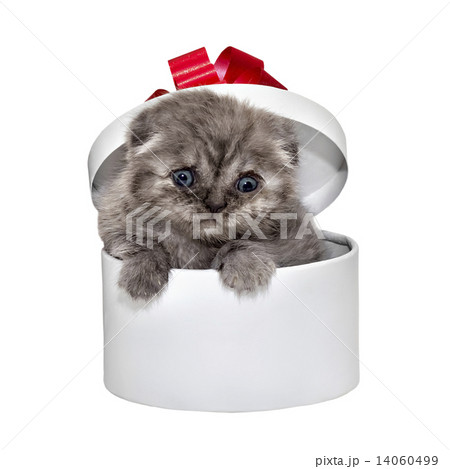 Scottish Fold kitten breed and white gift box 14060499