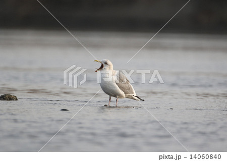 セグロカモメ セグロカモメ 14060840