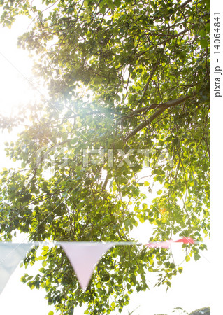 Low angle view of trees at festival 14064841