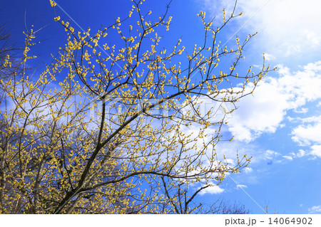 ロウバイ ロウバイ 14064902