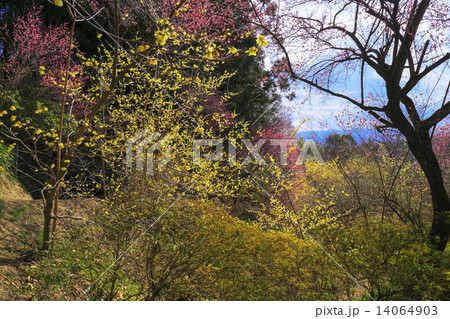 寒紅梅と蝋梅2 寒紅梅と蝋梅2 14064903