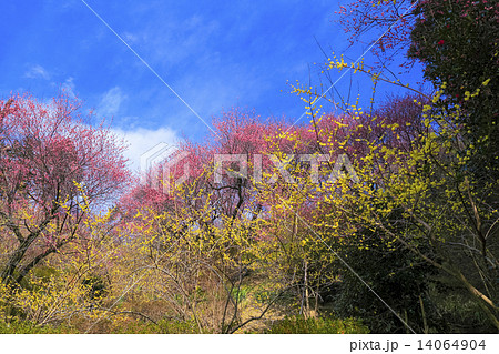 寒紅梅と蝋梅３ 14064904