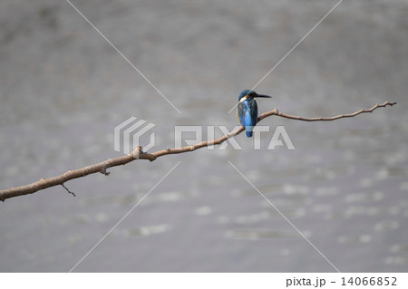 カワセミ カワセミ 14066852