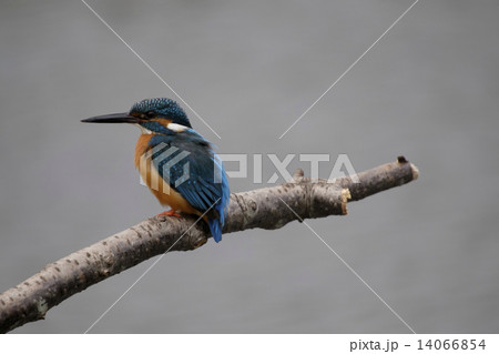 カワセミ 14066854