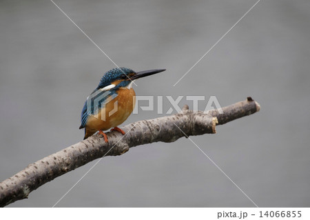 カワセミ 14066855