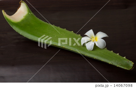 Aloe vera Aloe vera 14067098