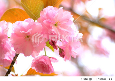 カンザン（セキヤマ）桜 14068133