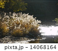 ススキ 14068164