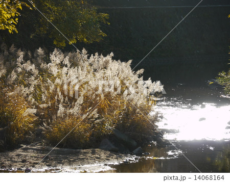 ススキ 14068164
