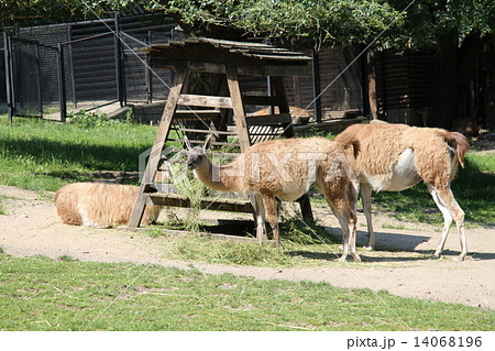 beautiful lamas alpaca in the zoo 14068196