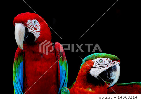 Greenwinged Macaw and Harlequin Macaw 14068214