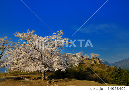 竹田城の桜 竹田城の桜 14068402