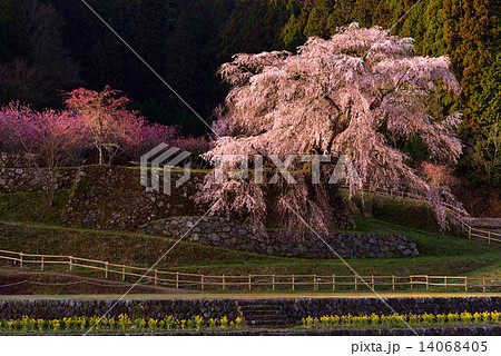 又兵衛桜 又兵衛桜 14068405
