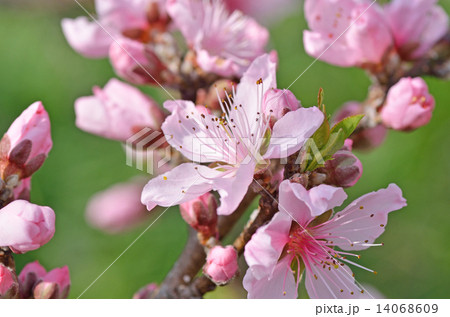 桃の花 14068609