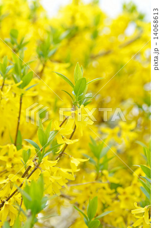 レンギョウの花と新緑 レンギョウの花と新緑 14068613